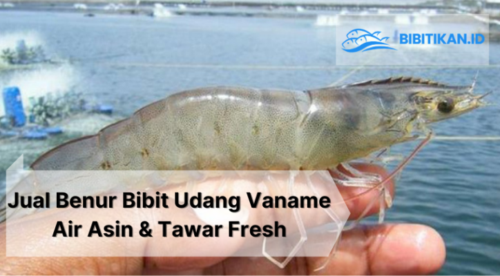 jual benur bibit ikan vaname