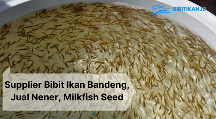 jual nener bibit ikan bandeng