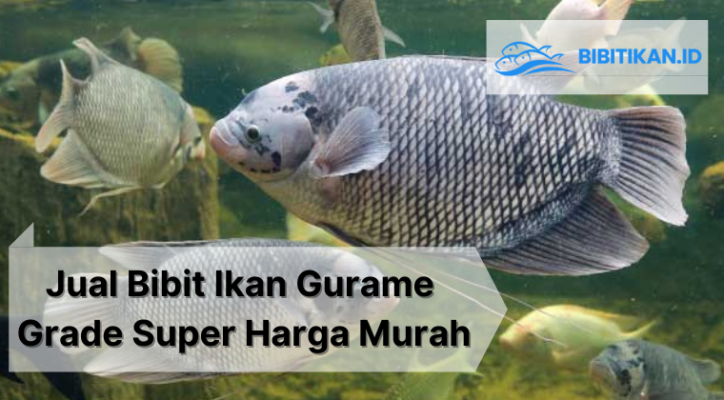 jual bibit ikan gurame surabaya