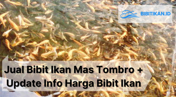 Jual Bibit Ikan Mas Tombro + Info Harga Bibit Ikan Surabaya