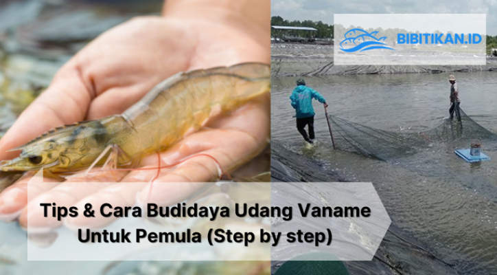 cara budidaya udang vaname pemula