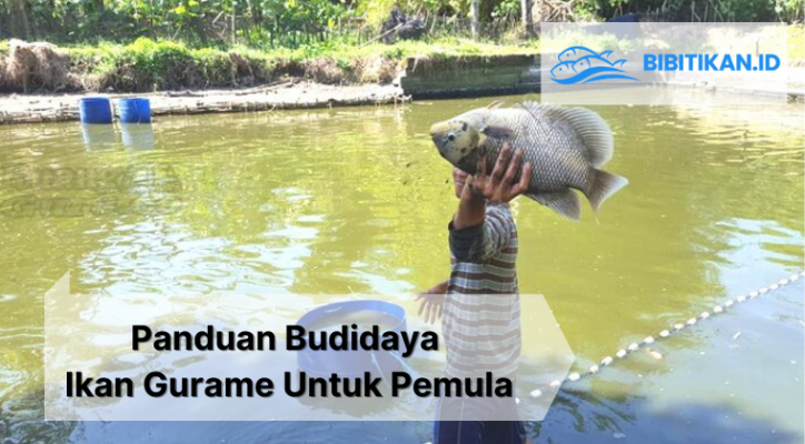 panduan budidaya ikan gurame
