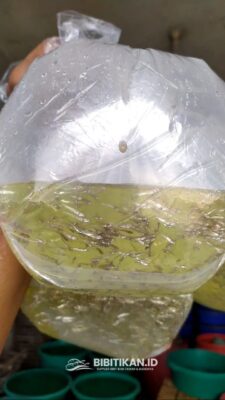 grosir benih ikan bandeng